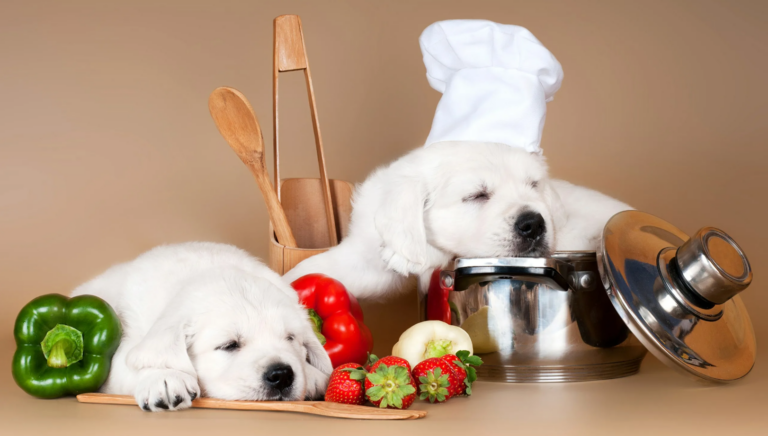 Основы правильного питания собак