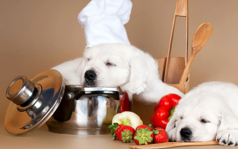 Основы правильного питания собак