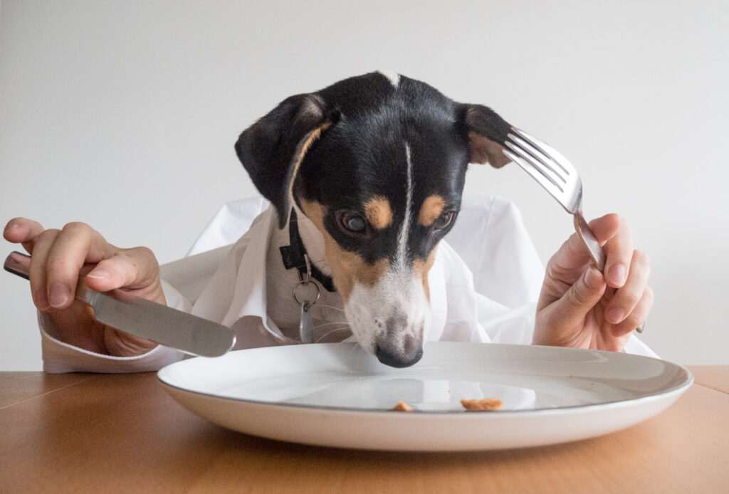 Собака не должна питаться как человек. Потребности собак в питательных веществах значительно отличаются от человеческих.